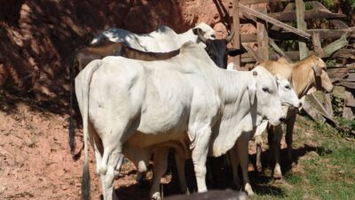 Vacinação contra Febre Aftosa é prorrogada até 30 de junho em Queimados