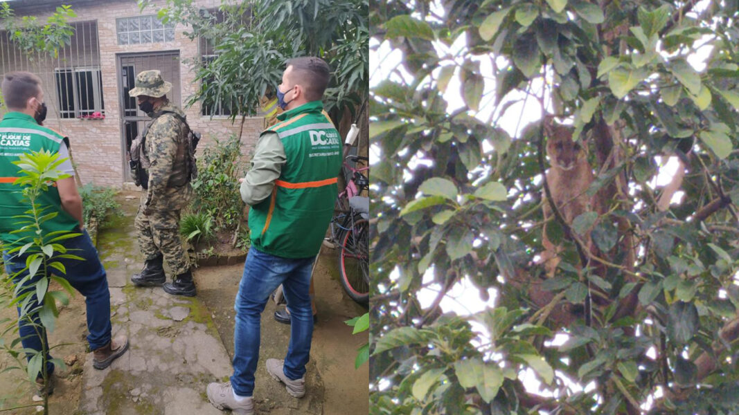 Onça parda é resgatada em Duque de Caxias