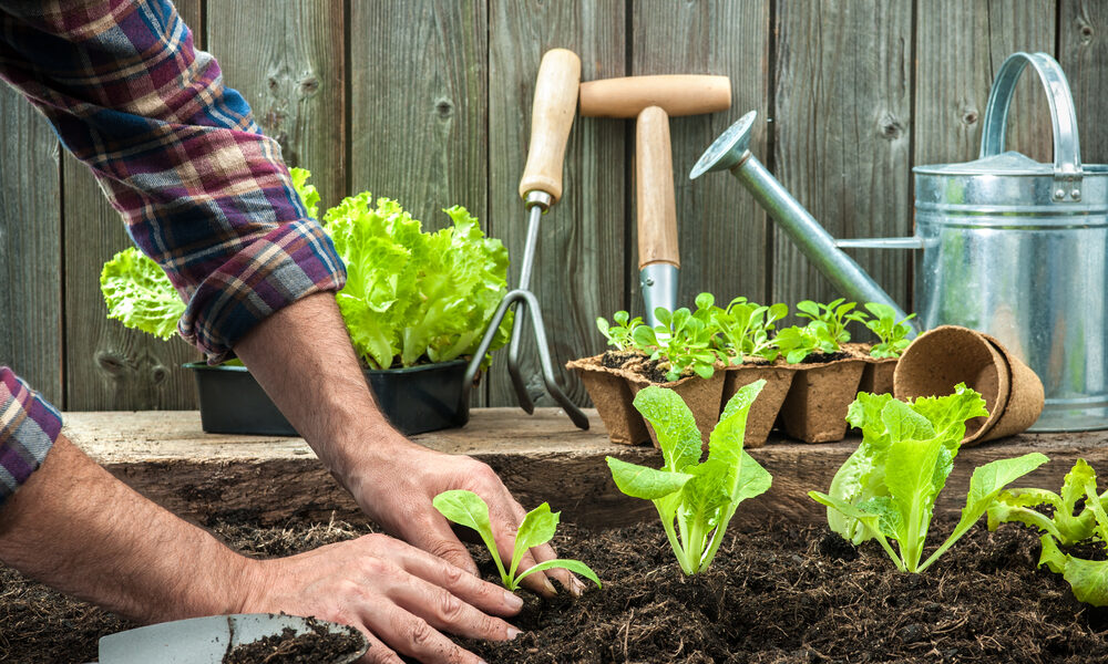 Projeto “Bel Agro Família” lança curso gratuito de Hortas Urbanas e Quintais Produtivos