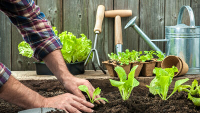 Projeto “Bel Agro Família” lança curso gratuito de Hortas Urbanas e Quintais Produtivos