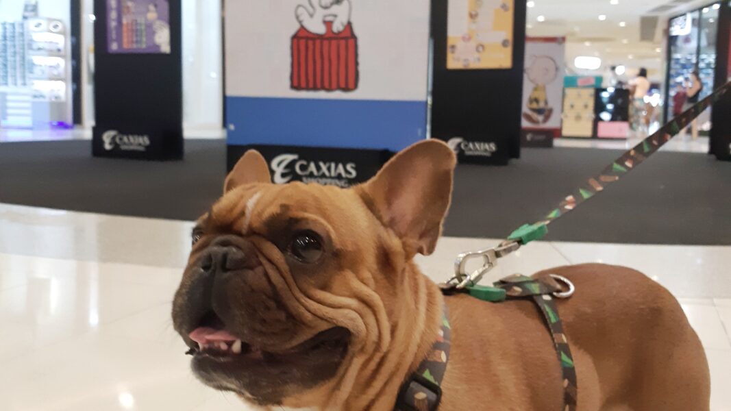 Caxias Shopping e Shopping Grande Rio celebram o mês das crianças  com  Snoopy e sua turma