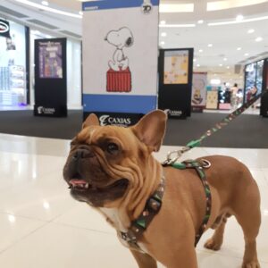 Caxias Shopping e Shopping Grande Rio celebram o mês das crianças  com  Snoopy e sua turma