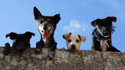 São João de Meriti promove o Dia P, ação social para animais em situação de rua