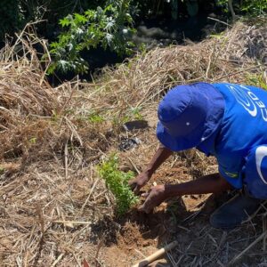 Cedae planta 500 mudas de espécies nativas da Mata Atlântica em Queimados