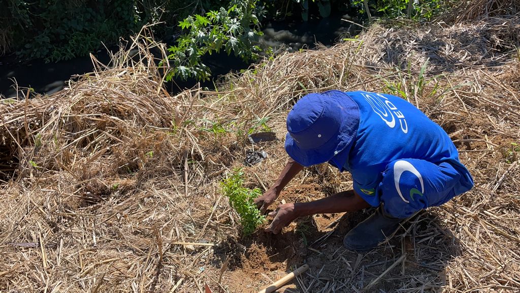 Cedae planta 500 mudas de espécies nativas da Mata Atlântica em Queimados