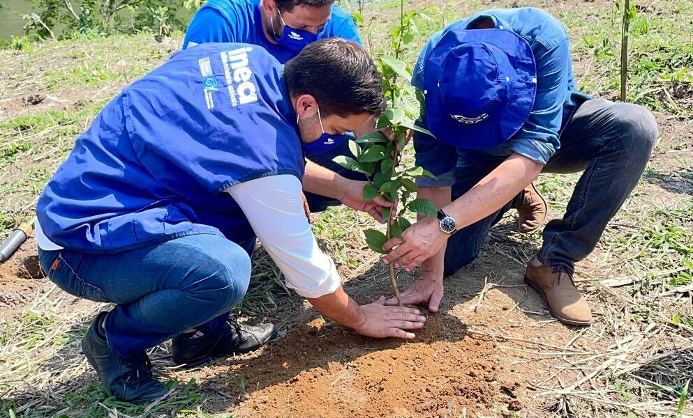 Cedae planta 1 milhão de árvores às margens do Guandu