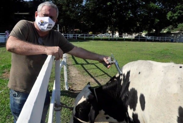 Magé realiza segunda etapa da vacinação contra a Febre Aftosa