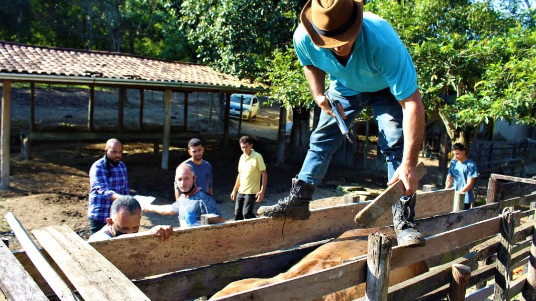 Japeri inicia segunda etapa de vacinação contra febre aftosa