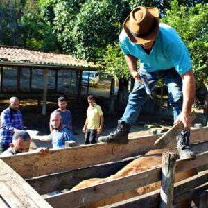 Japeri inicia segunda etapa de vacinação contra febre aftosa