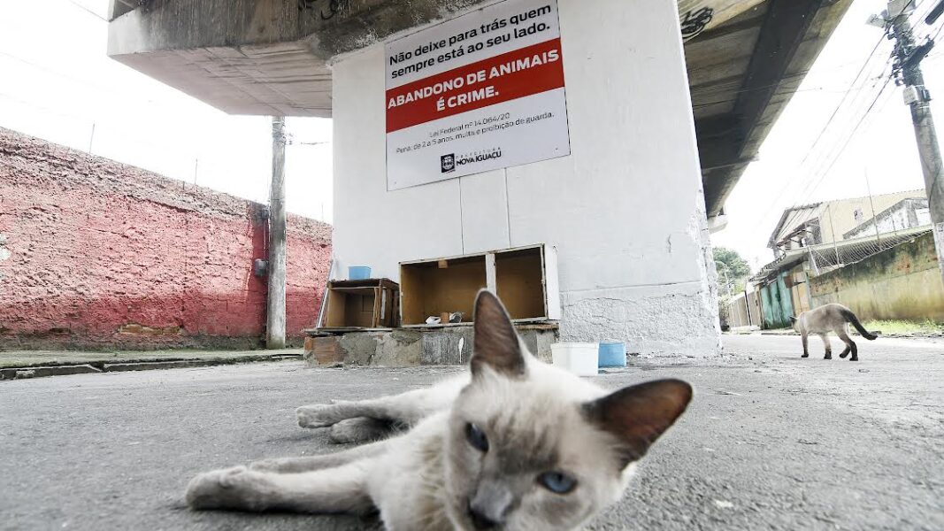 Nova Iguaçu inicia campanha com placas ilustrativas contra abandono de animais