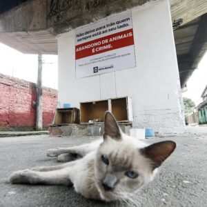 Nova Iguaçu inicia campanha com placas ilustrativas contra abandono de animais