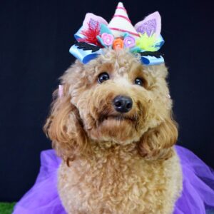 TopShopping promove festival canino neste sábado (19)