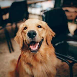 Shopping Nova Iguaçu terá feira de adoção de animais, teatro e música ao vivo