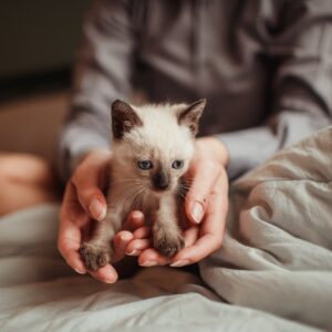 Magé organiza feira de adoção de cães e gatos