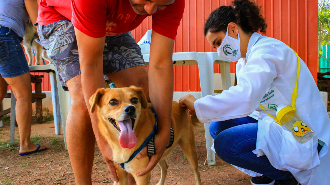 Nilópolis vacinará cães e gatos com antirrábica no próximo dia 21