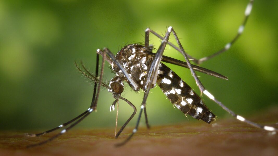 Estado alerta sobre doenças que surgem após chuvas e alagamentos