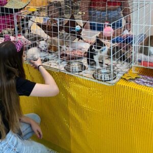 Nova Iguaçu promove feira de adoção de mais de 40 cães e gatos nesta terça-feira (27)