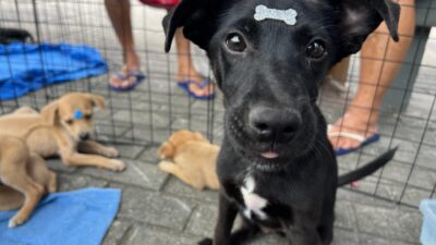 Magé lança Castramóvel com serviços gratuitos para pets da cidade