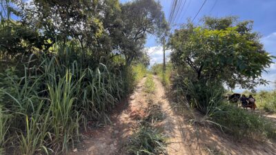 Morro do Pau Branco