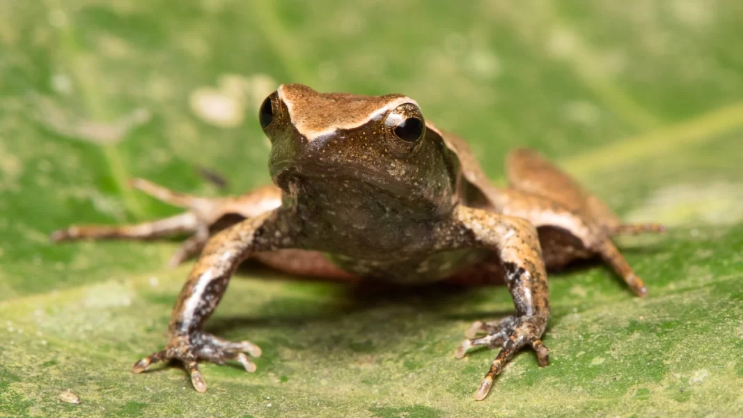 Rã-de-Seropédica ganha projeto de proteção do BioParque do Rio