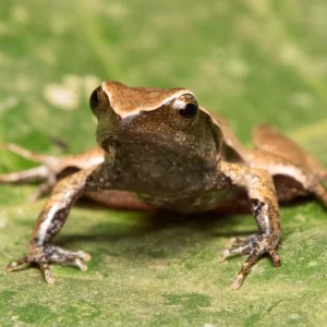 Rã-de-Seropédica ganha projeto de proteção do BioParque do Rio