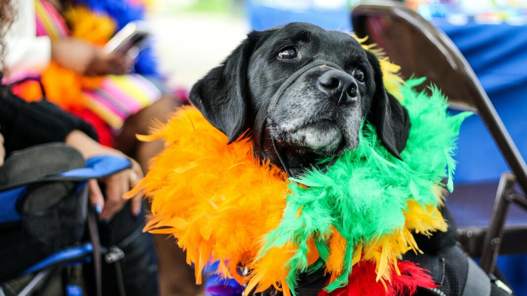 Carnaval não é lugar para pets: veterinários alertam sobre os riscos da folia para os animais