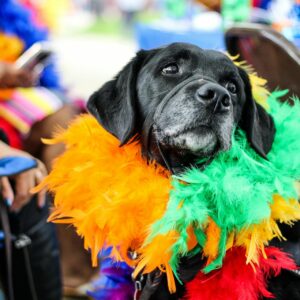 Carnaval não é lugar para pets: veterinários alertam sobre os riscos da folia para os animais