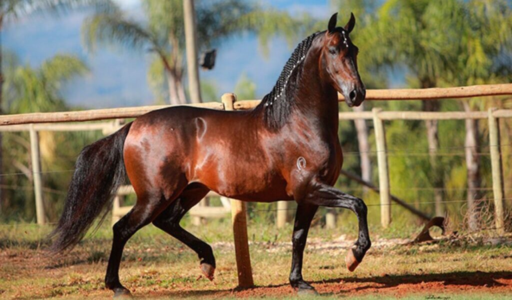Paracambi recebe 1ª Exposição de Mangalarga Marchador