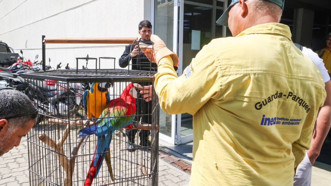 Instituto Estadual do Ambiente atua no resgate de mais de 800 animais silvestres