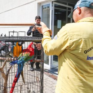 Instituto Estadual do Ambiente atua no resgate de mais de 800 animais silvestres