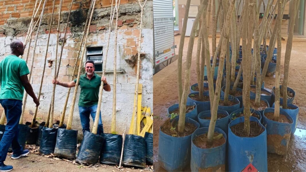 São João de Meriti plantou 813 árvores em 2025 após execução do Plano Municipal de Arborização Urbana