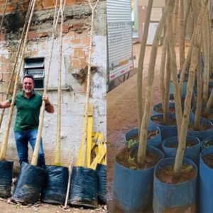 São João de Meriti plantou 813 árvores em 2025 após execução do Plano Municipal de Arborização Urbana