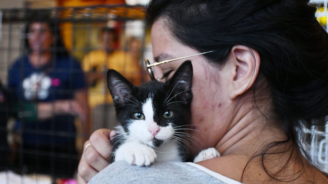 Nova Iguaçu promove primeira campanha de adoção de animais de 2026