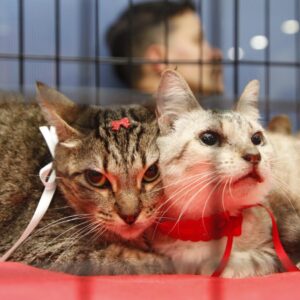 Prefeitura de Nova Iguaçu realiza terceira campanha de adoção de animais de 2026 no Top Shopping