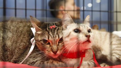 Prefeitura de Nova Iguaçu realiza terceira campanha de adoção de animais de 2026 no Top Shopping