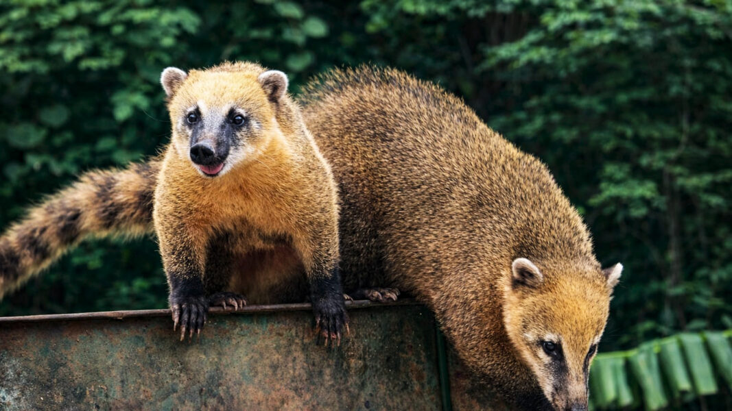 Elovias instala câmeras nas passagens de fauna e amplia uso de cercas e telas ao longo da BR-040 para proteger animais