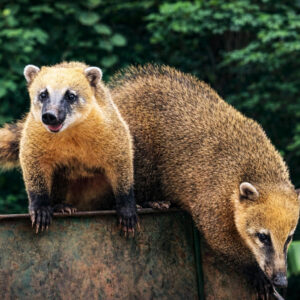 Elovias instala câmeras nas passagens de fauna e amplia uso de cercas e telas ao longo da BR-040 para proteger animais
