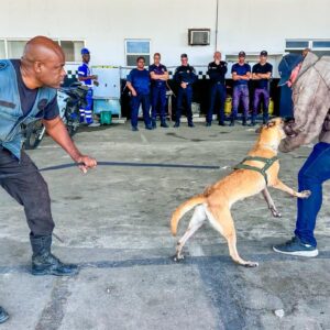 Guarda Municipal de Meriti inicia treinamento do Grupamento de Operações com Cães
