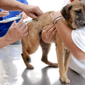 Guapimirim inicia campanha de vacinação antirrábica para cães e gatos com drive thru na Praça da Cotia