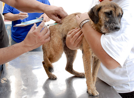 Guapimirim inicia campanha de vacinação antirrábica para cães e gatos com drive thru na Praça da Cotia
