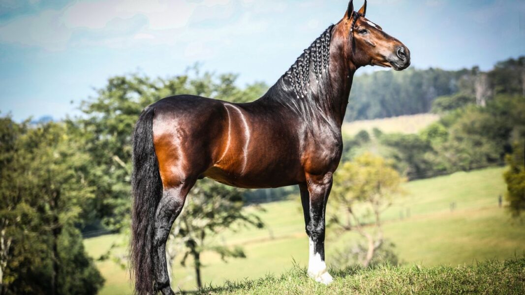 Paracambi recebe a 2ª Exposição de Mangalarga Marchador entre os dias 18 e 20 de junho