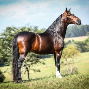 Paracambi recebe a 2ª Exposição de Mangalarga Marchador entre os dias 18 e 20 de junho