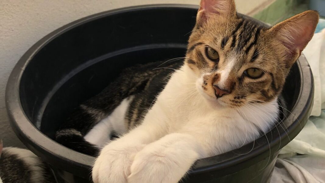 Caxias Shopping recebe mais uma edição da campanha de adoção de pets neste sábado