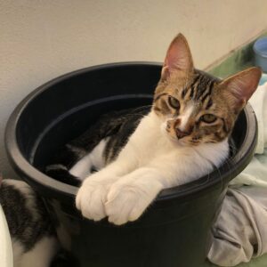 Caxias Shopping recebe mais uma edição da campanha de adoção de pets neste sábado