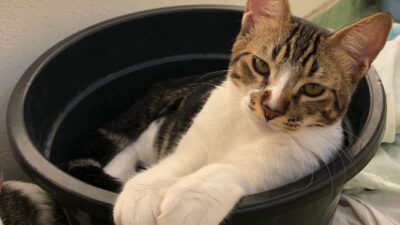 Caxias Shopping recebe mais uma edição da campanha de adoção de pets neste sábado