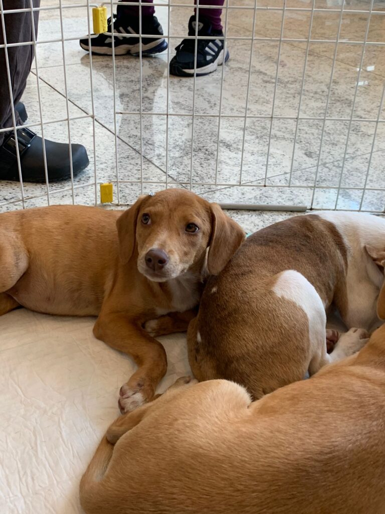 Shopping Nova Iguaçu promove campanha de adoção de cães e gatos em parceria com a Prefeitura 1 WhatsApp Image 2026 04 22 at 15.08.08