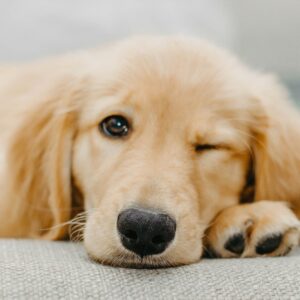 Shopping Nova Iguaçu promove campanha de adoção de cães e gatos em parceria com a Prefeitura