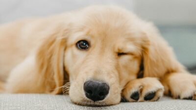 Shopping Nova Iguaçu promove campanha de adoção de cães e gatos em parceria com a Prefeitura