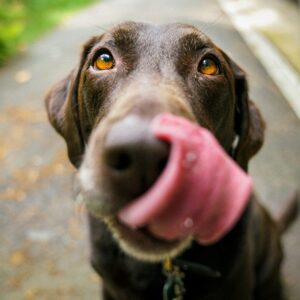 Prefeitura de Nova Iguaçu abre mais 260 vagas para castração animal gratuita no mês de julho