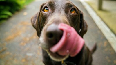 Prefeitura de Nova Iguaçu abre mais 260 vagas para castração animal gratuita no mês de julho